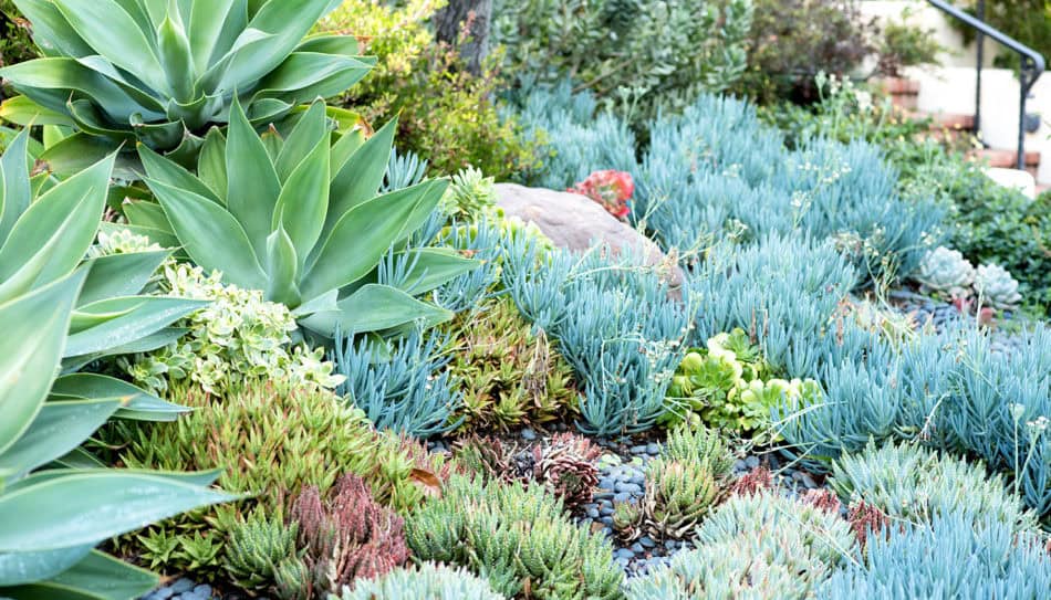 True Gardener Succulents